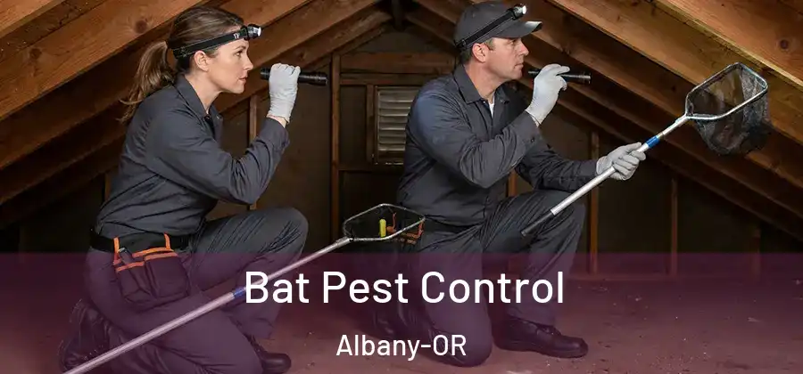  Bat Pest Control Albany-OR