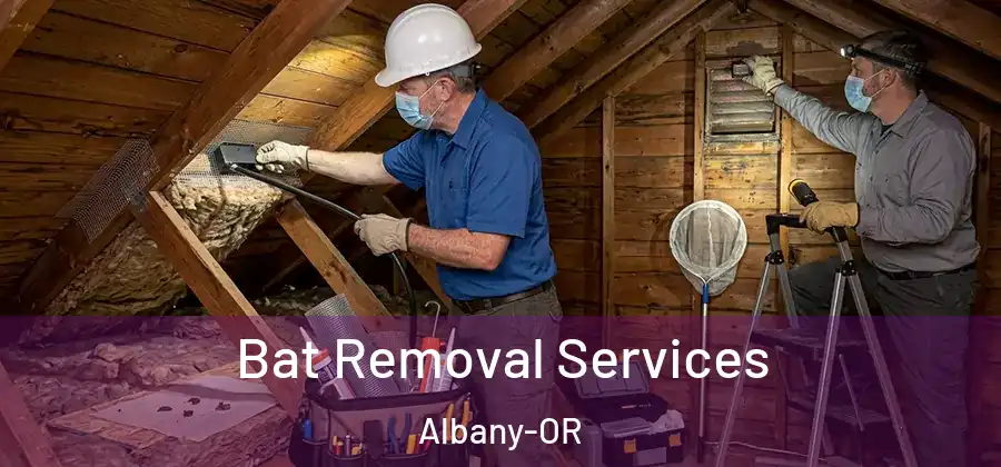 Bat Removal Services Albany-OR