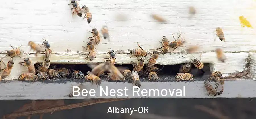  Bee Nest Removal Albany-OR