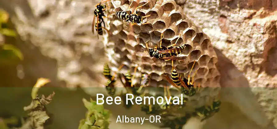  Bee Removal Albany-OR