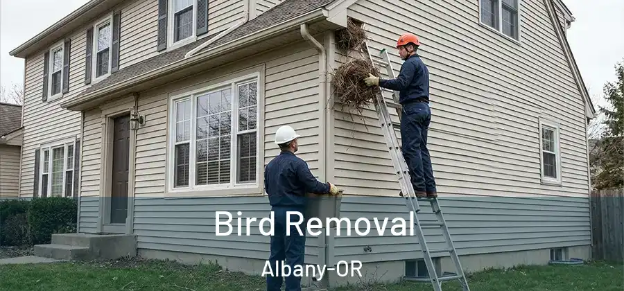 Bird Removal Albany-OR