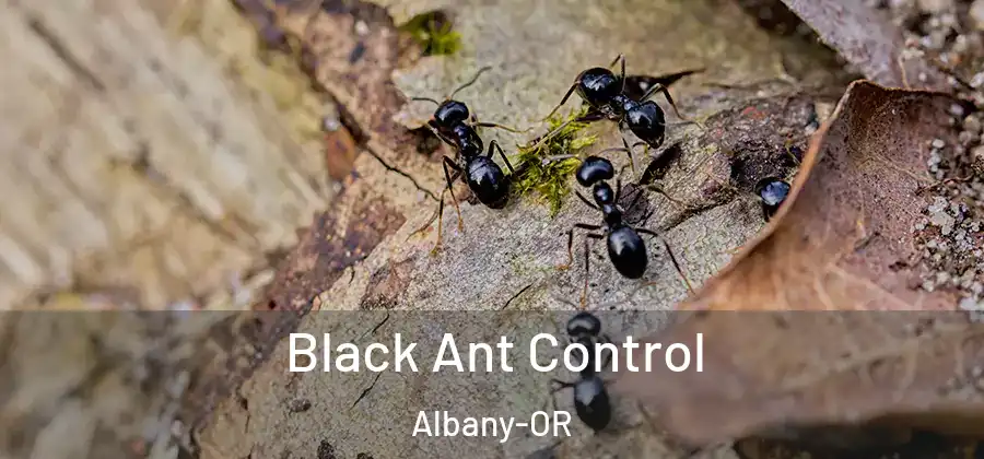 Black Ant Control Albany-OR