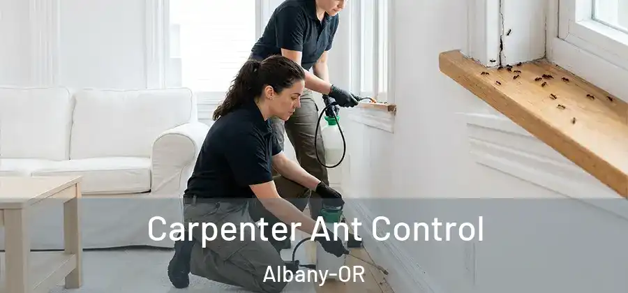  Carpenter Ant Control Albany-OR