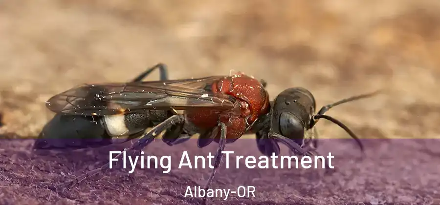  Flying Ant Treatment Albany-OR