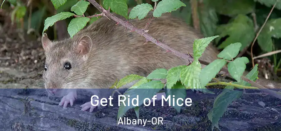 Get Rid of Mice Albany-OR