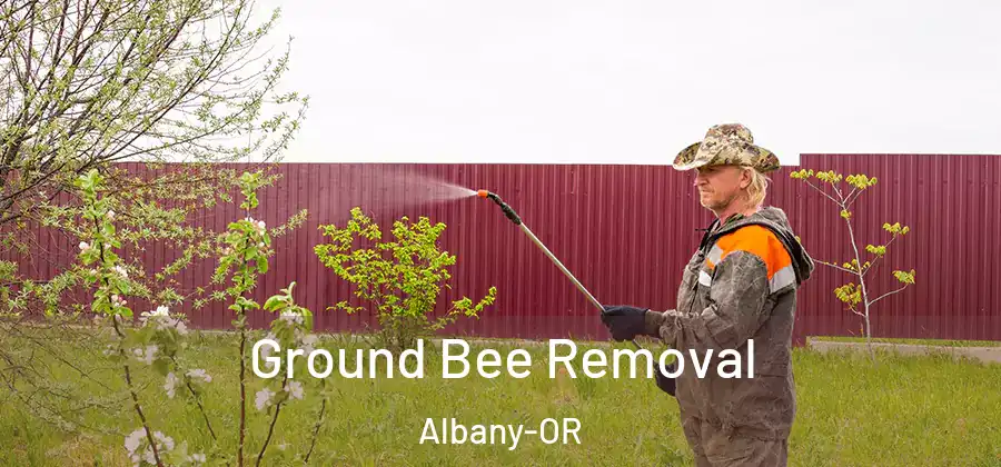 Ground Bee Removal Albany-OR