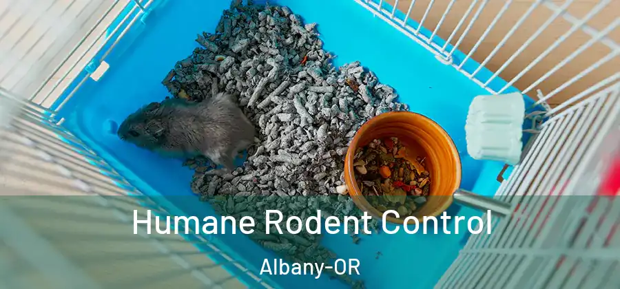  Humane Rodent Control Albany-OR