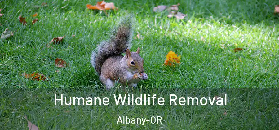  Humane Wildlife Removal Albany-OR