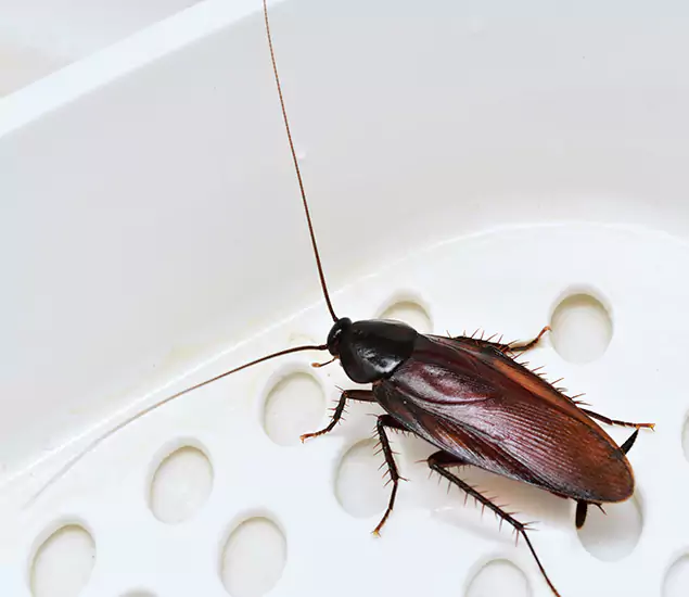 Trusted Cockroach Exterminator: Your Roach Control Services in Albany, OR