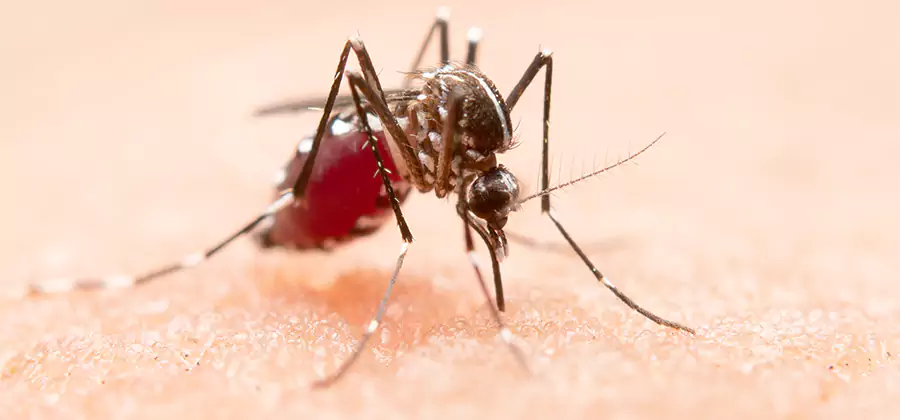 Indoor Mosquito Killer and Interior Control in Albany