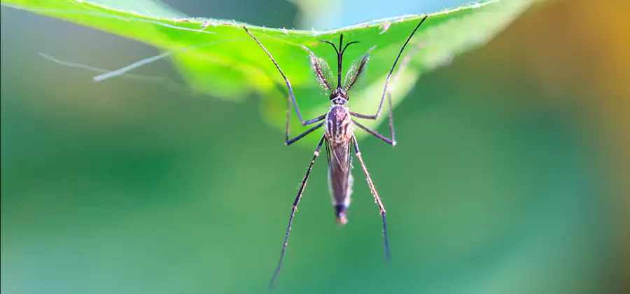 Home Defense Insect Killer in Albany