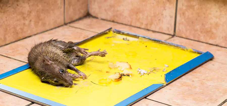 Mouse and Rat Control in Albany