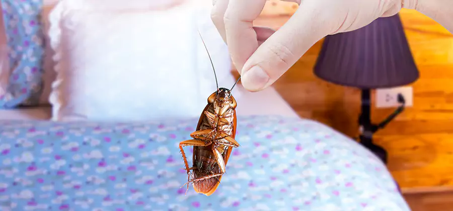 Bed Bug Inspection in Albany