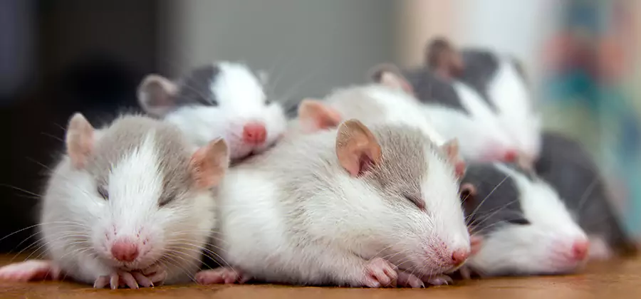 Rat Infestation Exclusion Service in Albany