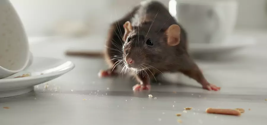 Attic Rat Exclusion Service in Albany