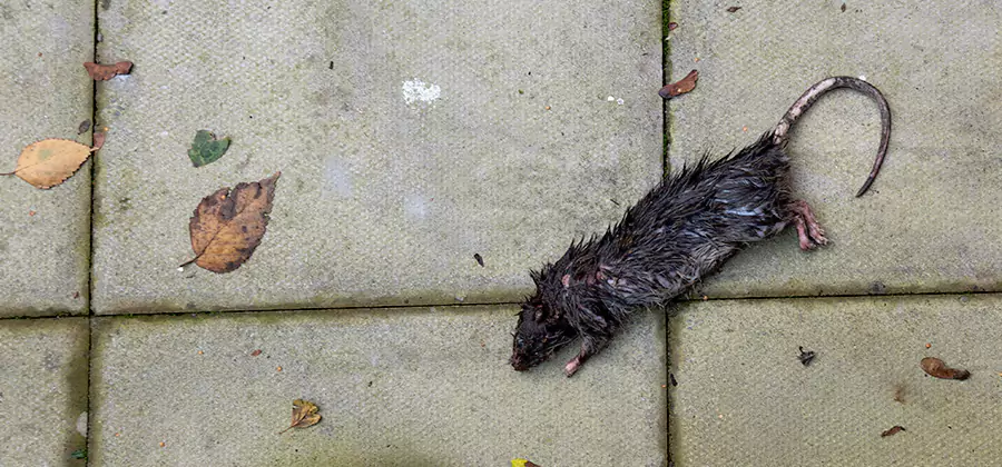 Rodent inspection service in Albany
