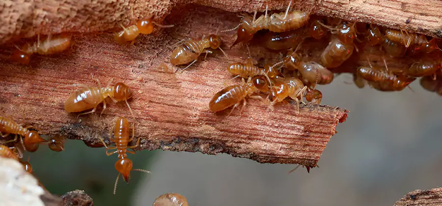 Perimeter Soil Termite Treatment in Albany