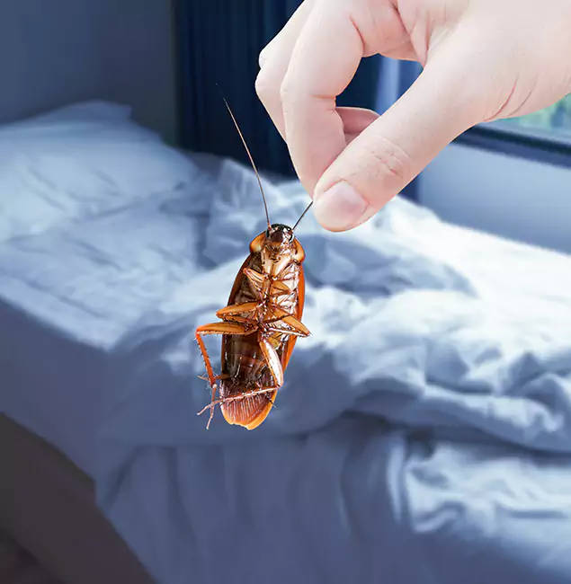 Why Choose Fair Pest Control Albany for Bed Bug Extermination in Albany, OR?