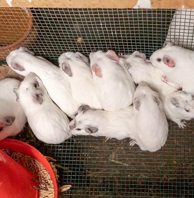 Why Choose Fair Pest Control Albany for Rat Infestation in Albany, OR?