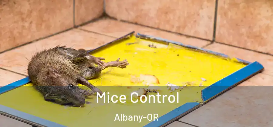  Mice Control Albany-OR