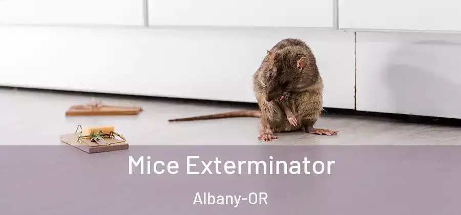 Mice Exterminator Albany-OR