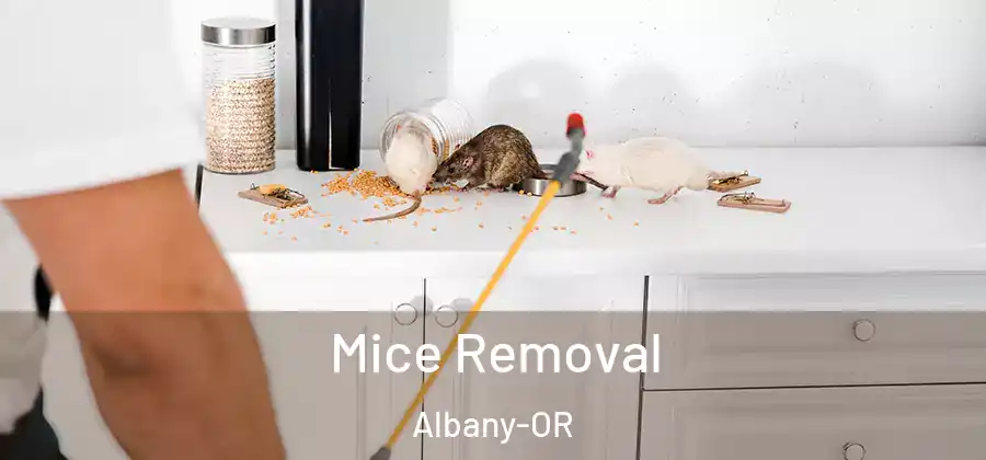  Mice Removal Albany-OR