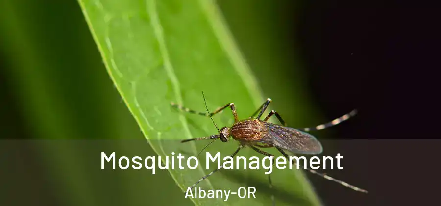  Mosquito Management Albany-OR