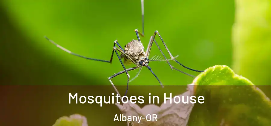  Mosquitoes in House Albany-OR