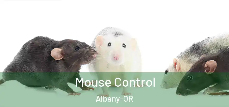  Mouse Control Albany-OR