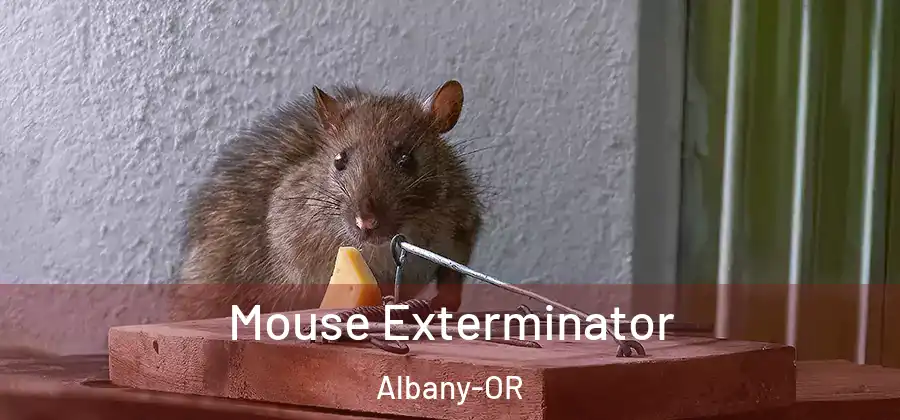  Mouse Exterminator Albany-OR