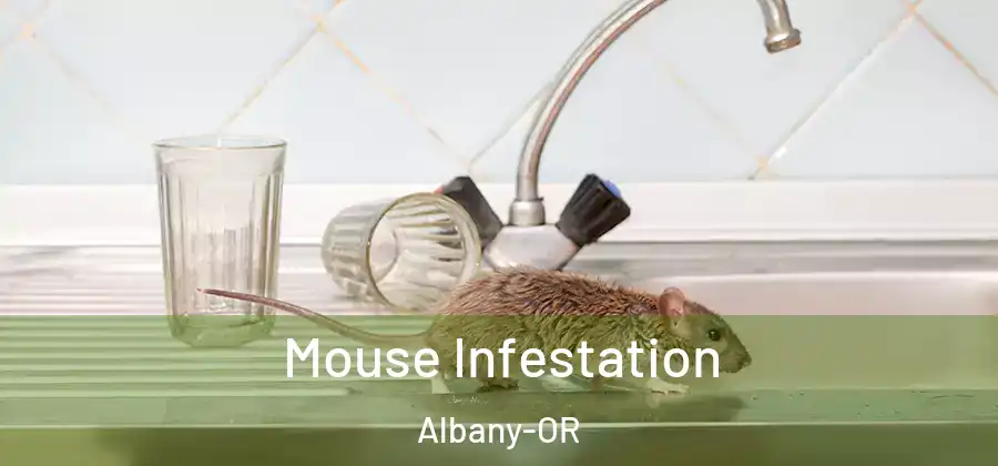  Mouse Infestation Albany-OR