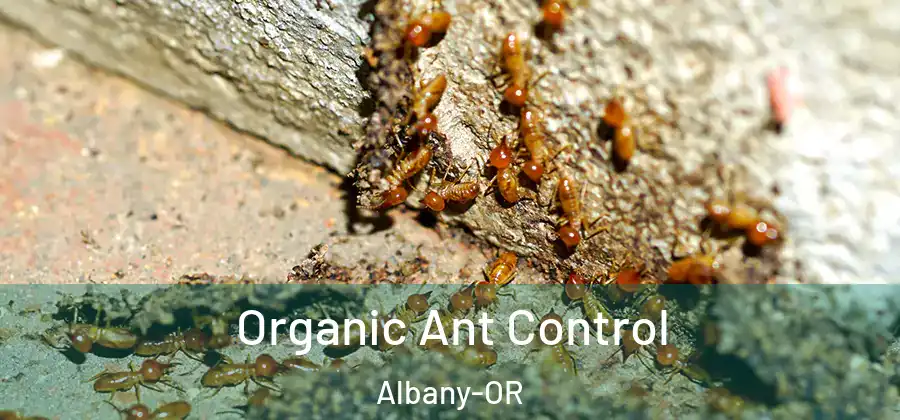  Organic Ant Control Albany-OR