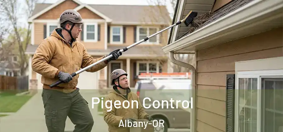  Pigeon Control Albany-OR