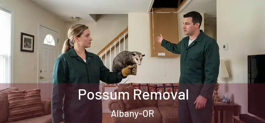  Possum Removal Albany-OR