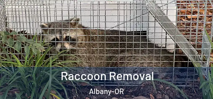  Raccoon Removal Albany-OR