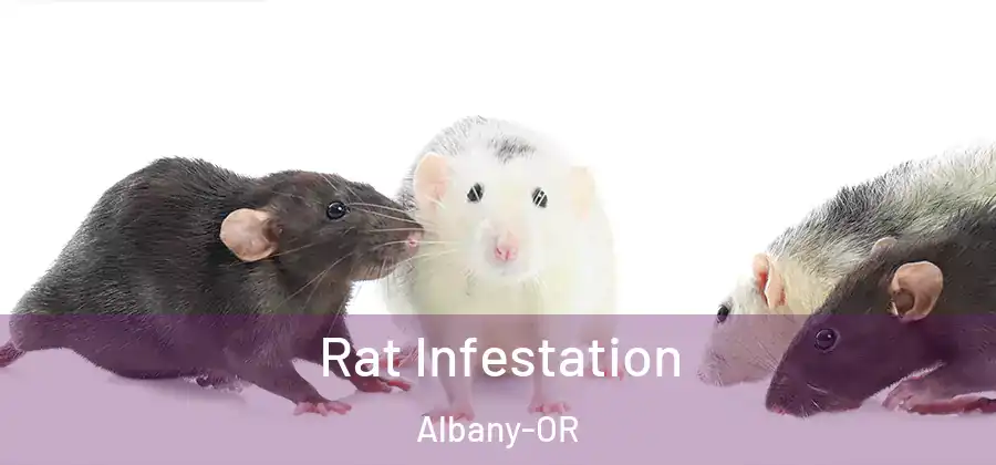 Rat Infestation Albany-OR