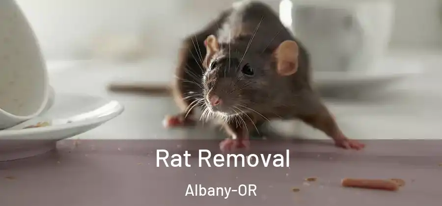  Rat Removal Albany-OR