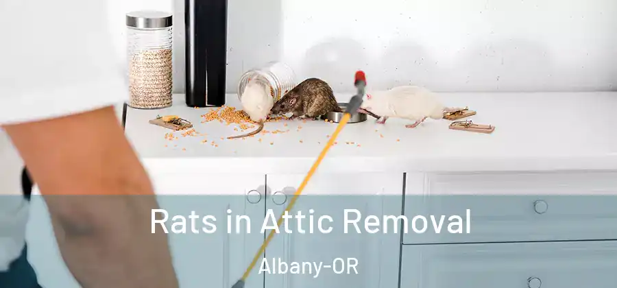  Rats in Attic Removal Albany-OR