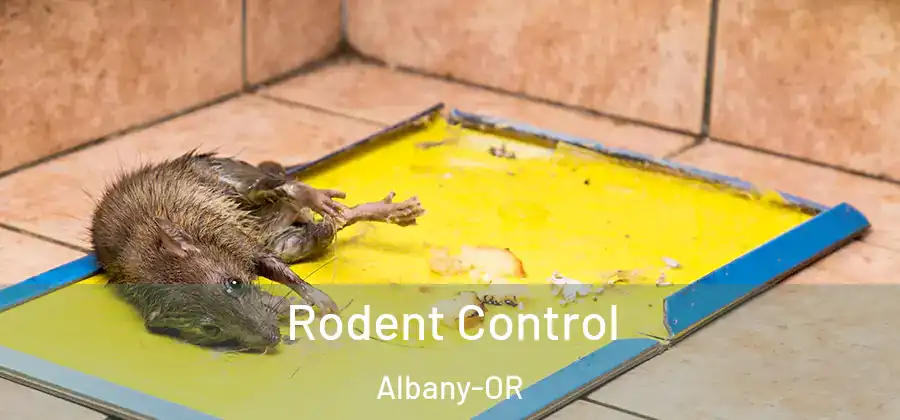  Rodent Control Albany-OR