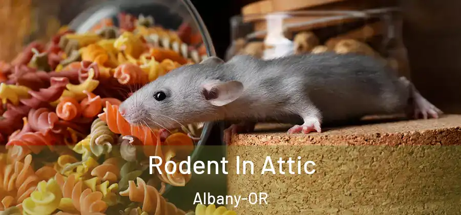  Rodent In Attic Albany-OR