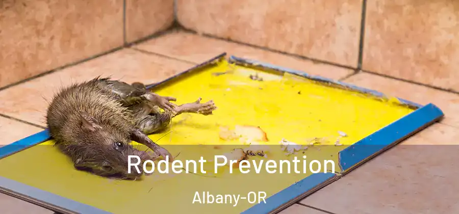  Rodent Prevention Albany-OR