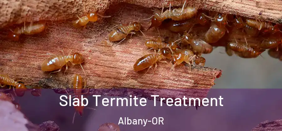  Slab Termite Treatment Albany-OR