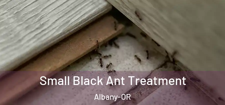  Small Black Ant Treatment Albany-OR