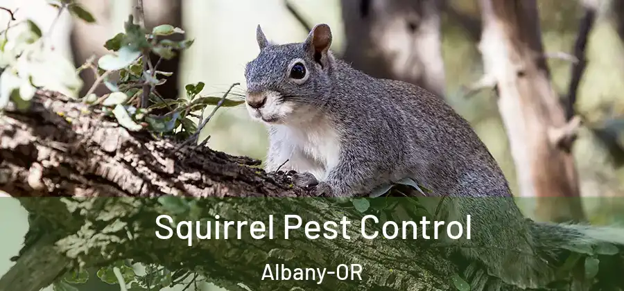  Squirrel Pest Control Albany-OR