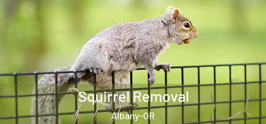  Squirrel Removal Albany-OR
