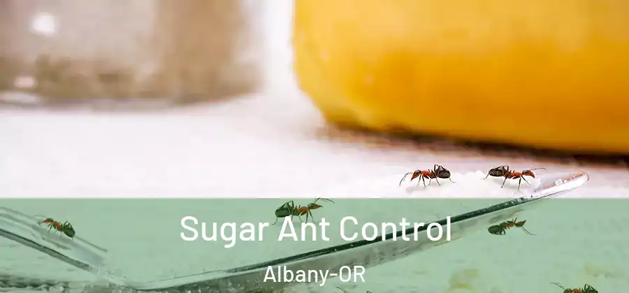  Sugar Ant Control Albany-OR