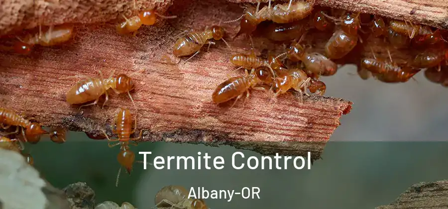  Termite Control Albany-OR