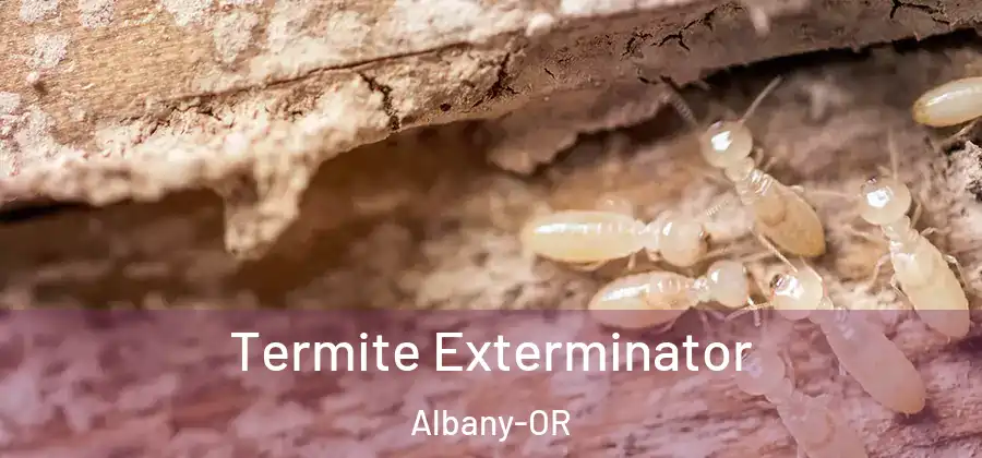 Termite Exterminator Albany-OR