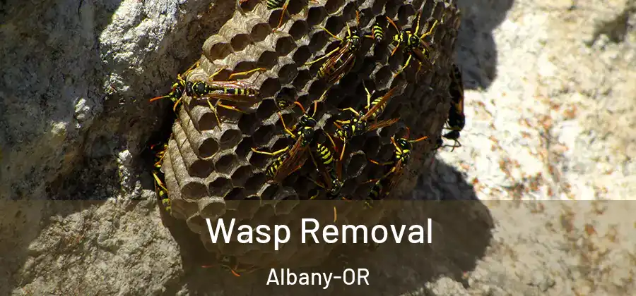  Wasp Removal Albany-OR