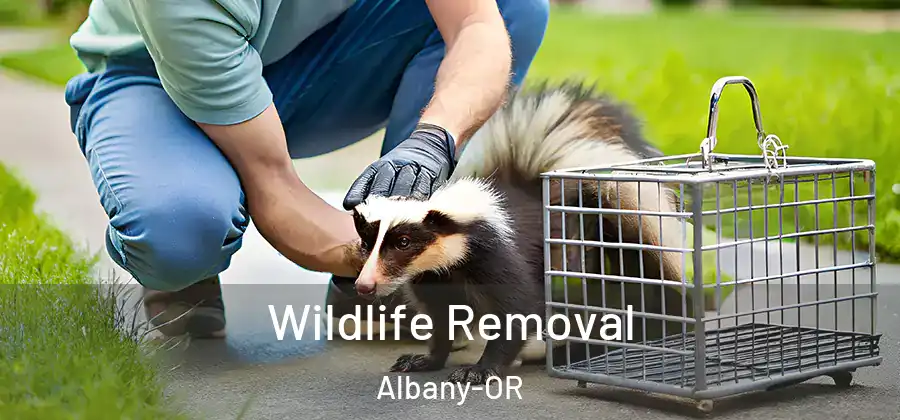  Wildlife Removal Albany-OR